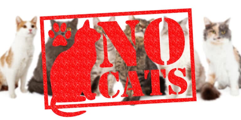 no cats