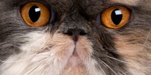 persian cat close up