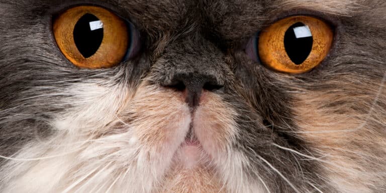persian cat close up