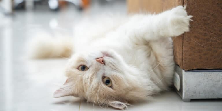 persian cat next to sofa