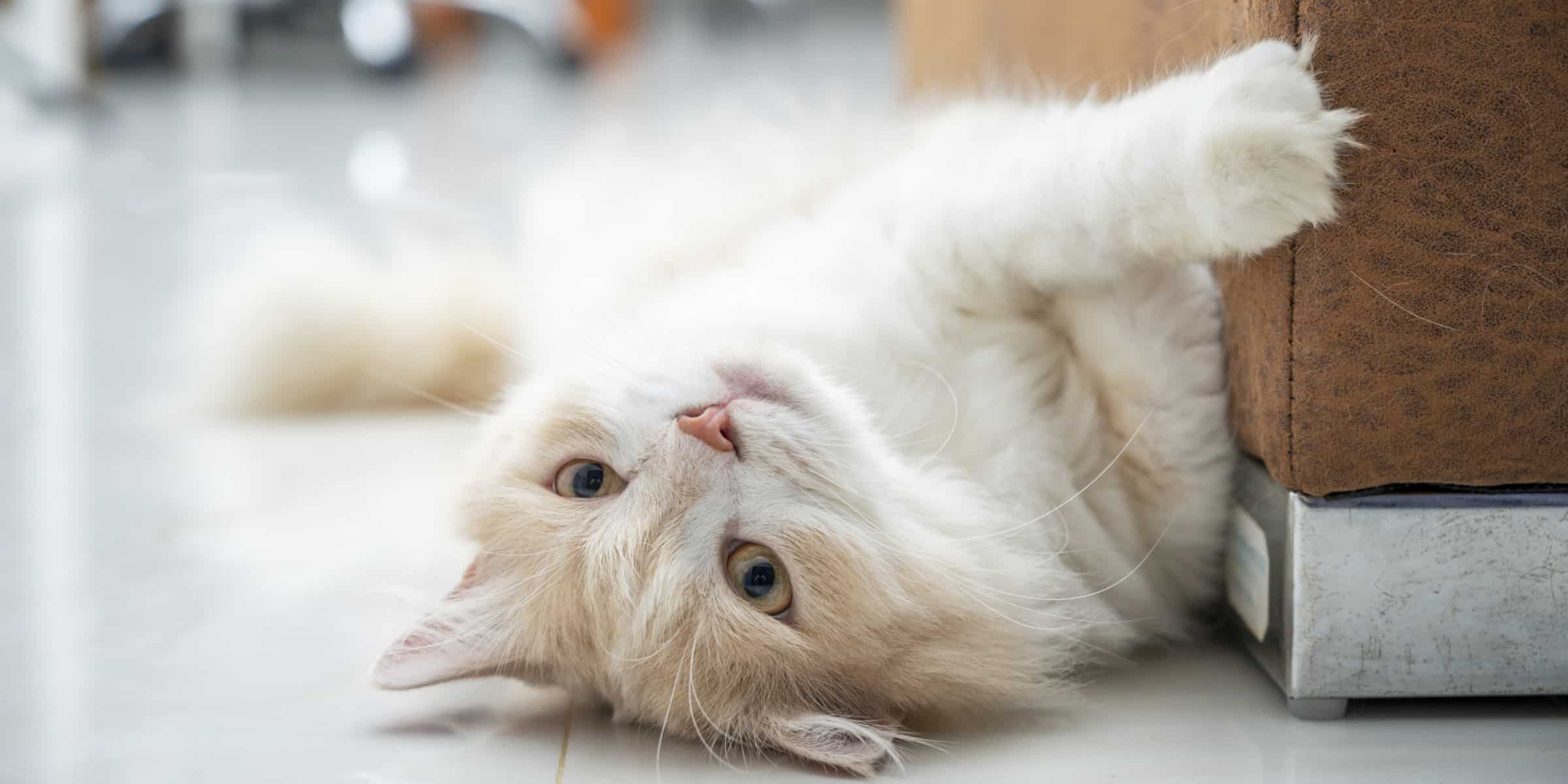 persian cat next to sofa