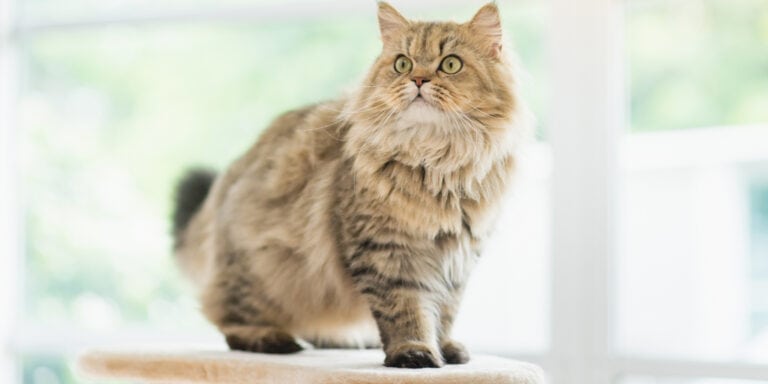 persian cat on cat tree