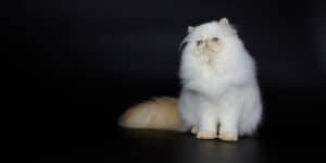 persian cat portrait