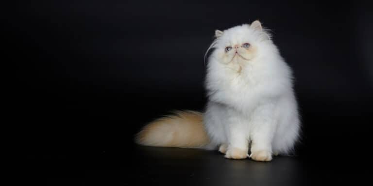 persian cat portrait