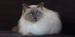 ragdoll cat blue eyes