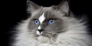 ragdoll cat face