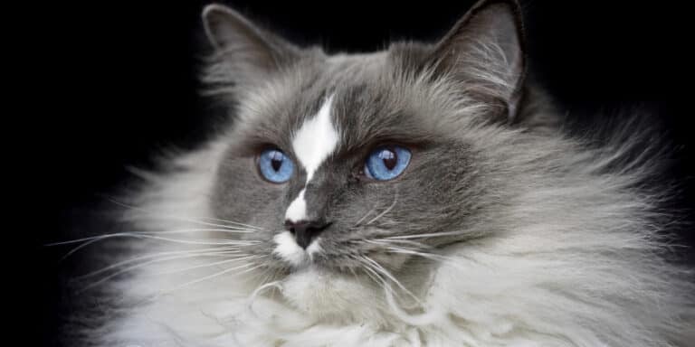 ragdoll cat face