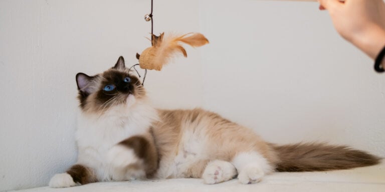 ragdoll cat playing