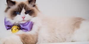 ragdoll cat purple bow tie