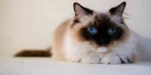 ragdoll cat sat on floor