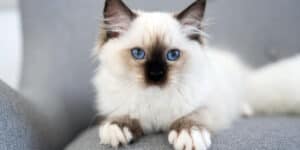 ragdoll cat sat on sofa