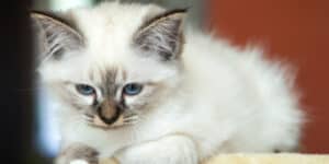 ragdoll kitten