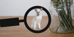 small Siamese Cat
