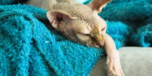 sphynx cat sleeping