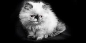 white Himalayan Cat black background