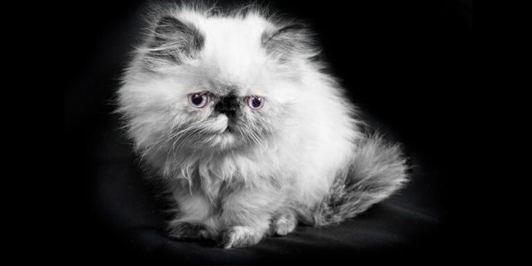 white Himalayan Cat black background