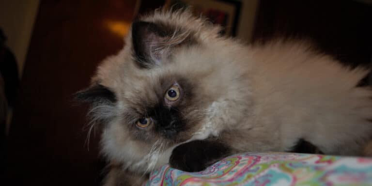 white Himalayan Cat on bed