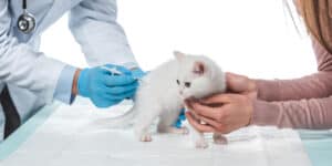 white kitten injection by vets
