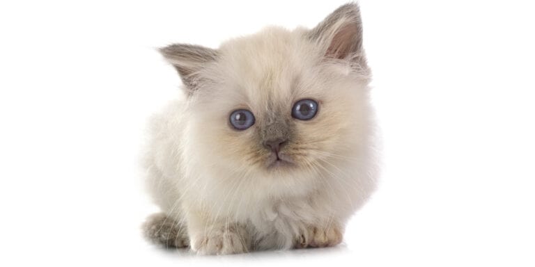 young Ragdoll Cat