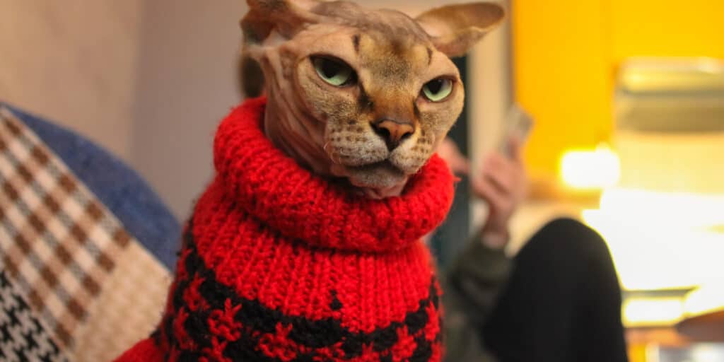 Do Sphynx Cats Need Clothes
