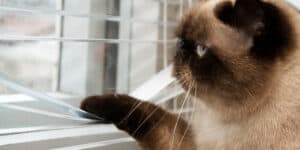 cat looking out window