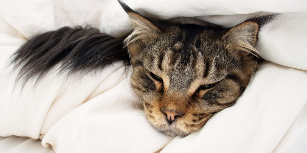 Do Cats Prefer To Die Alone