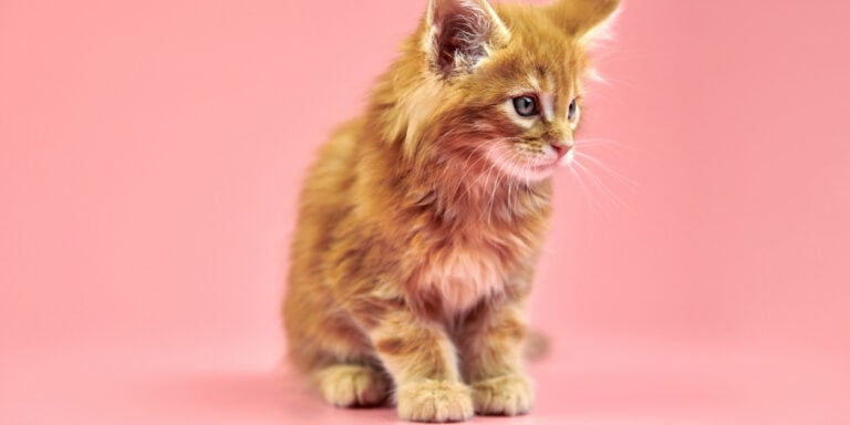 ginger cat on pink background