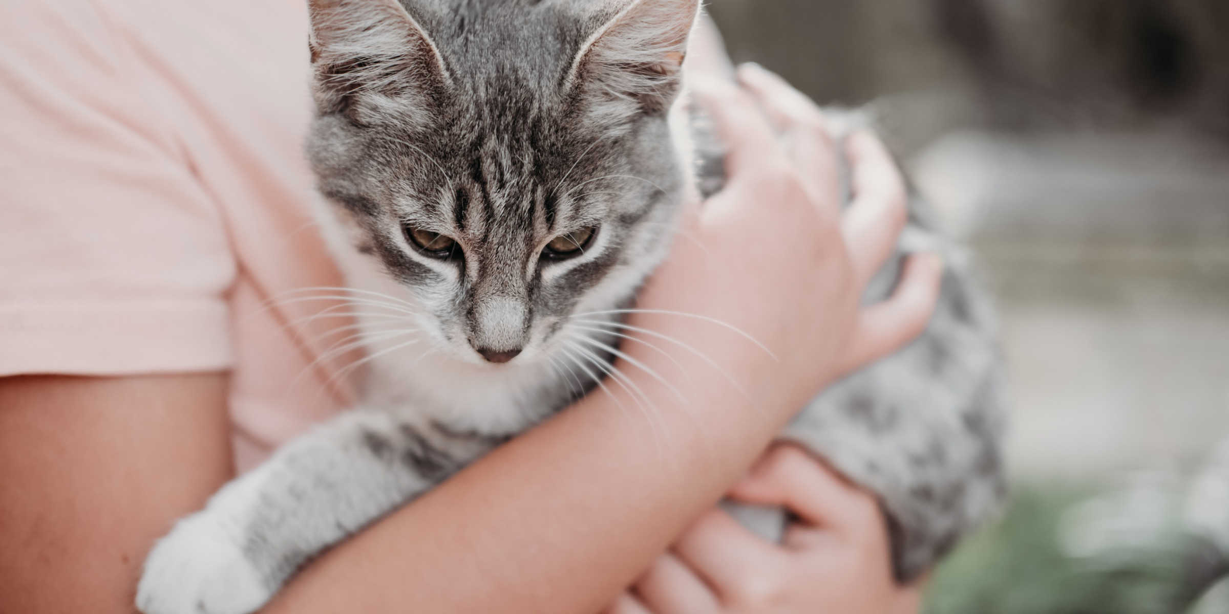 grey cat in owners arms