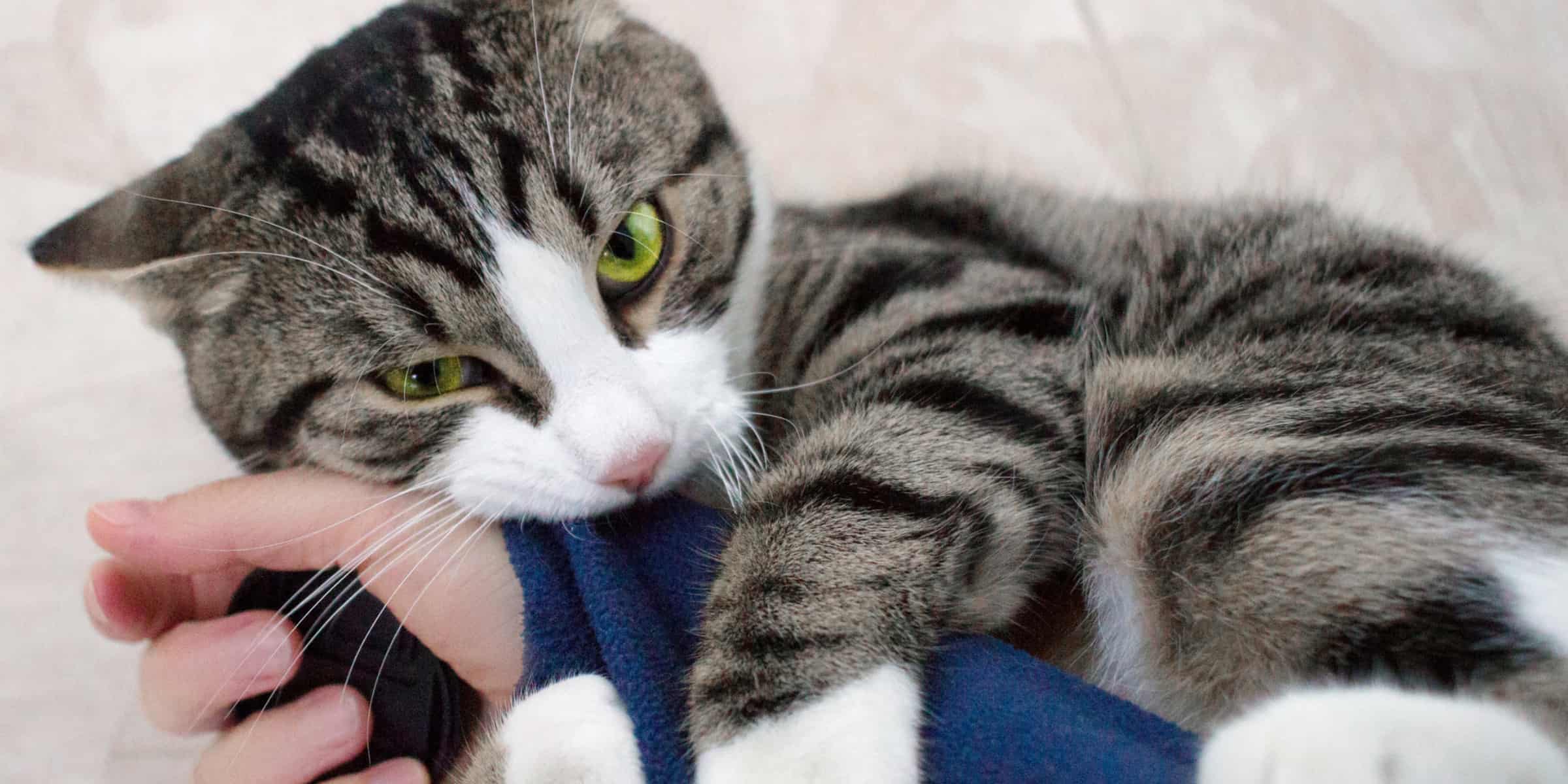 What To Do When Cats Nip At You