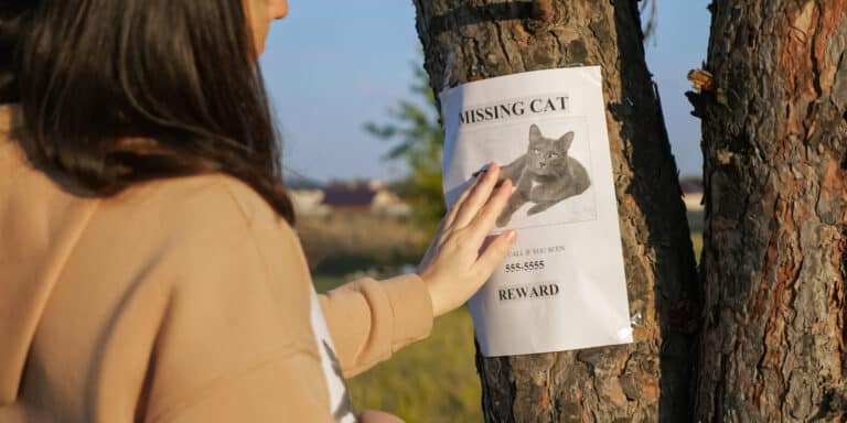missing cat