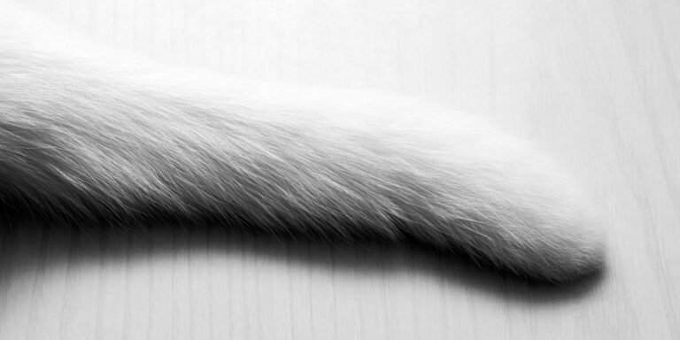 white cat tail
