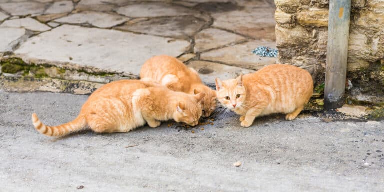 A group of cats eating food on a sidewalk.