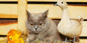 A gray cat is sitting next to a duck and a duckling.