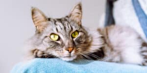 A gray and white cat laying on a blue blanket.