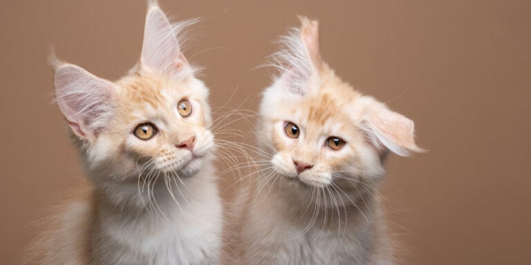 Two kittens looking at each other on a brown background.