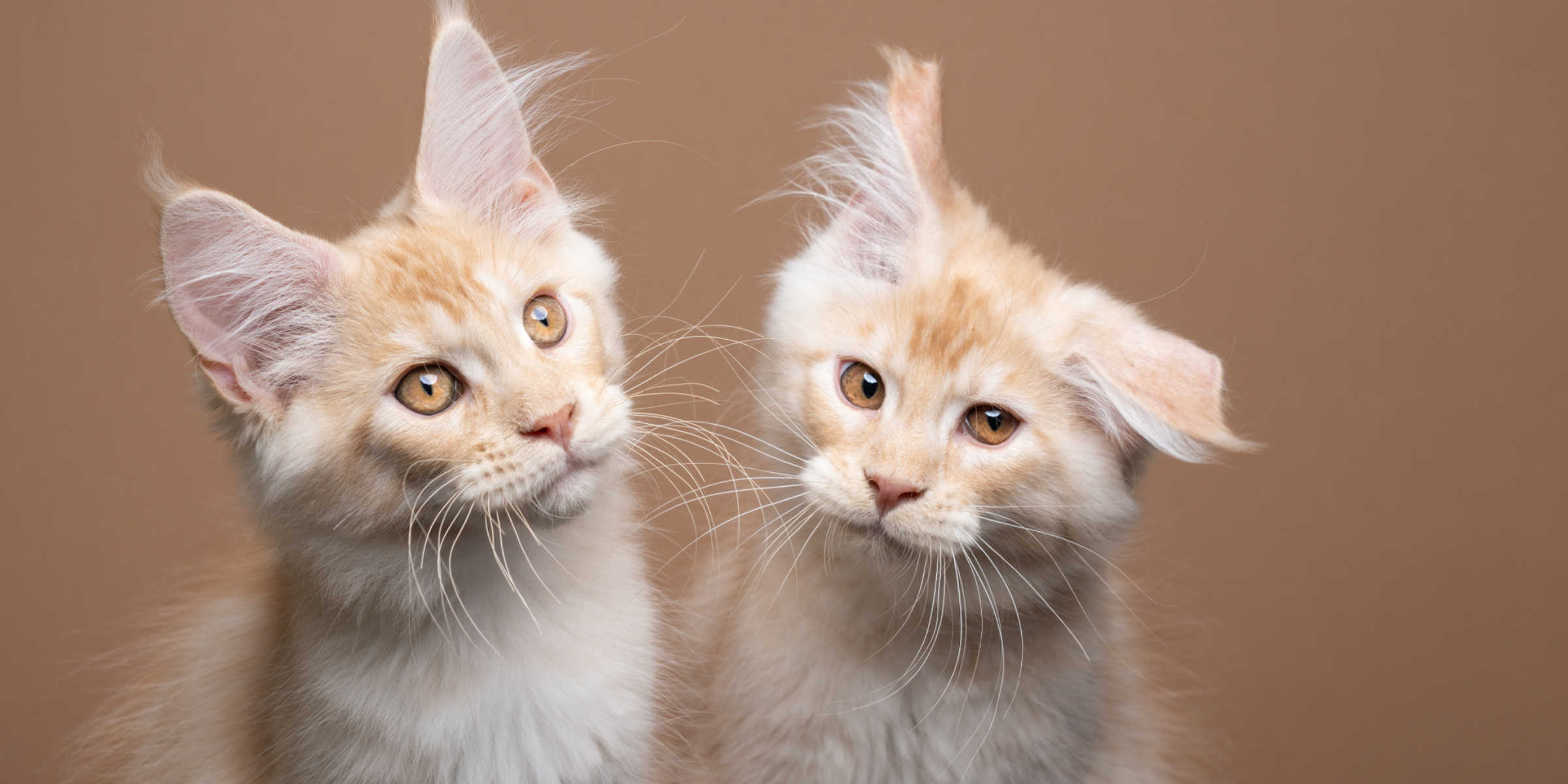 Two kittens looking at each other on a brown background.