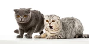 Two gray cats standing next to each other on a white background.
