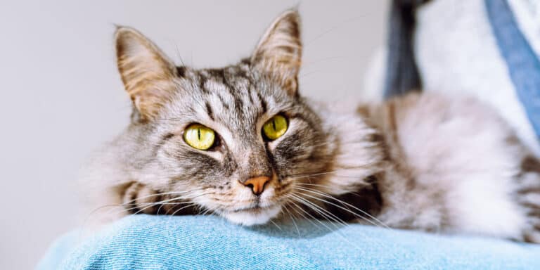 A gray and white cat laying on a blue blanket.