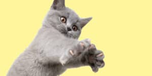A gray cat reaching for its paw.