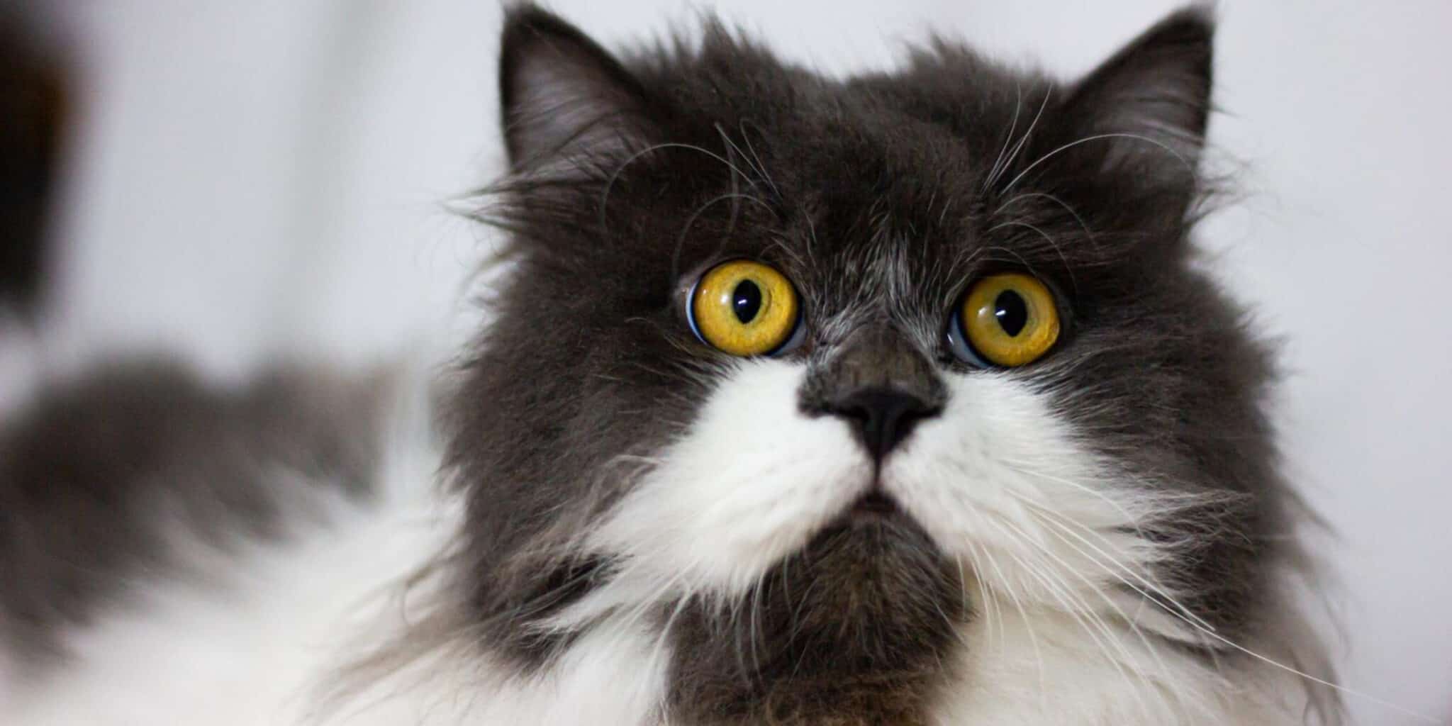 Here Is Why Persian Cats Are So Expensive