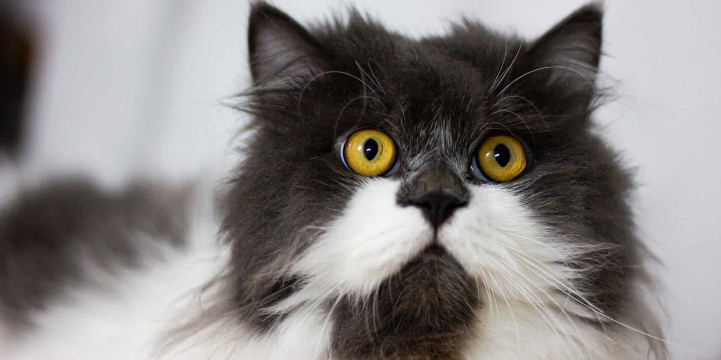 Here Is Why Persian Cats Are So Expensive