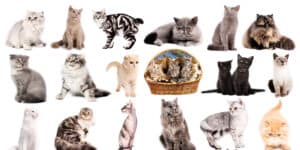 A group of cats sitting in a basket on a white background.