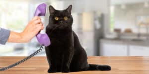 A black cat is talking on a purple phone.