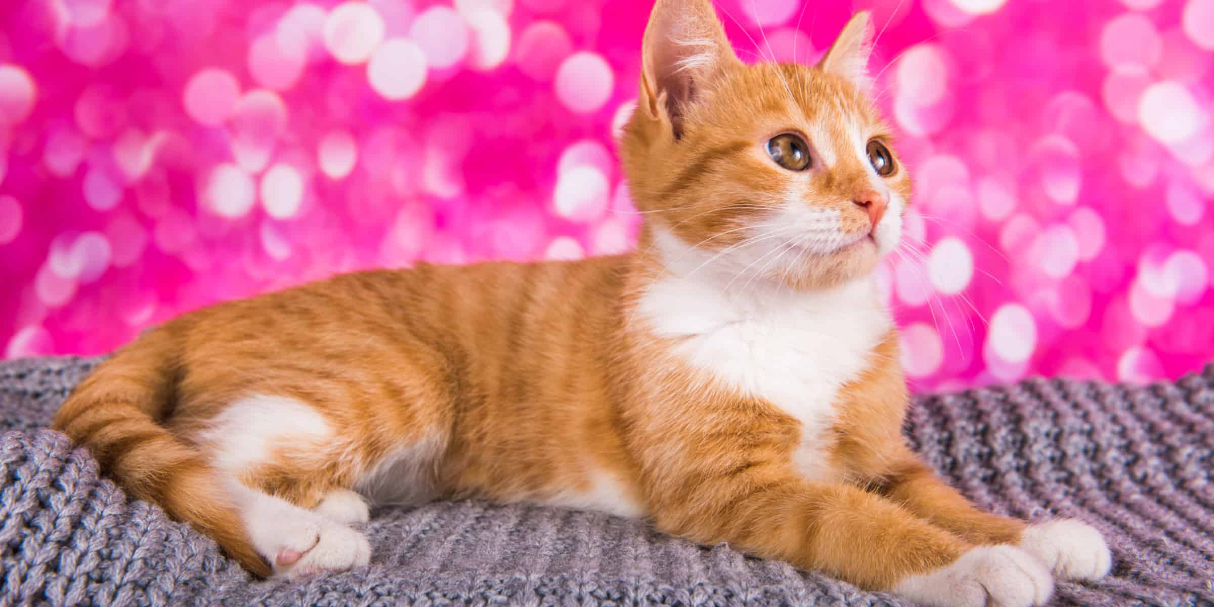 An orange tabby cat laying on a blanket with a pink background.