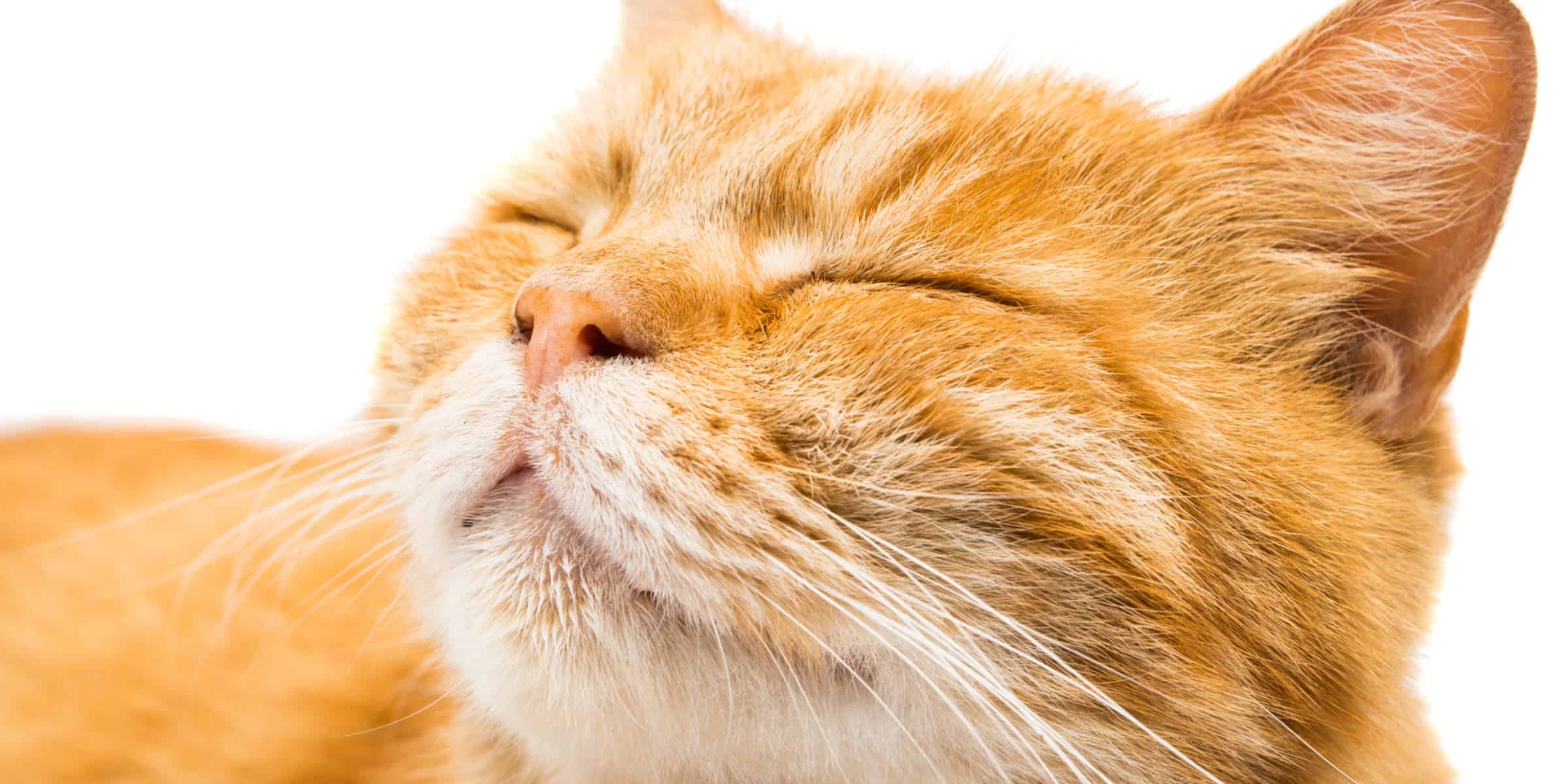 A cat with its eyes closed.