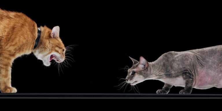 Two cats are fighting on a black background.