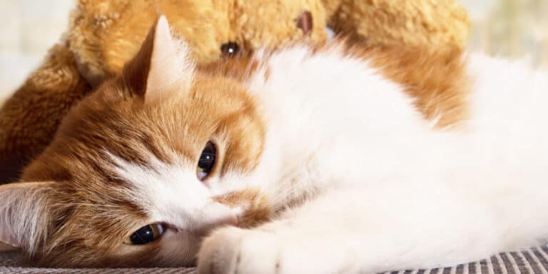 A cat laying next to a teddy bear.