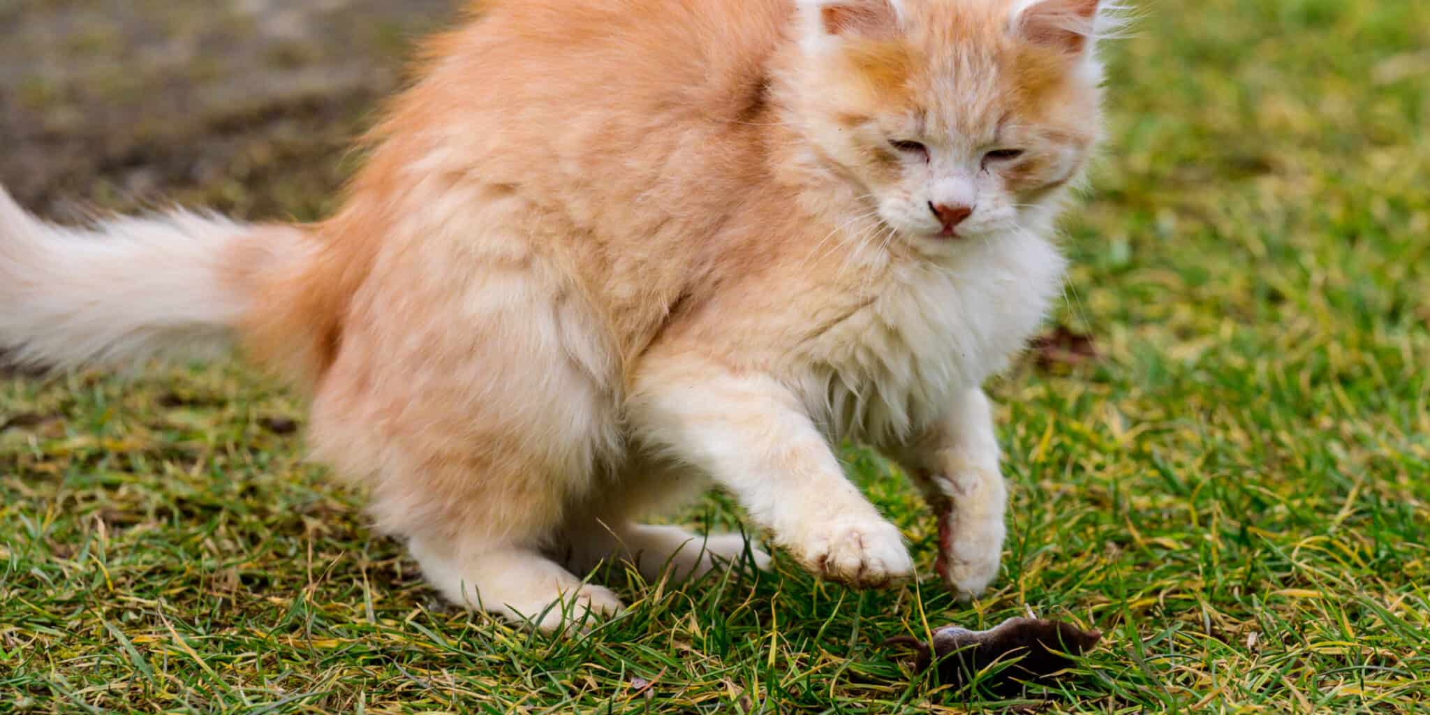 Why Don't Cats Kill Their Prey Straight Away?