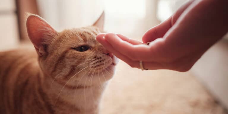 An orange tabby cat being petted by a person.