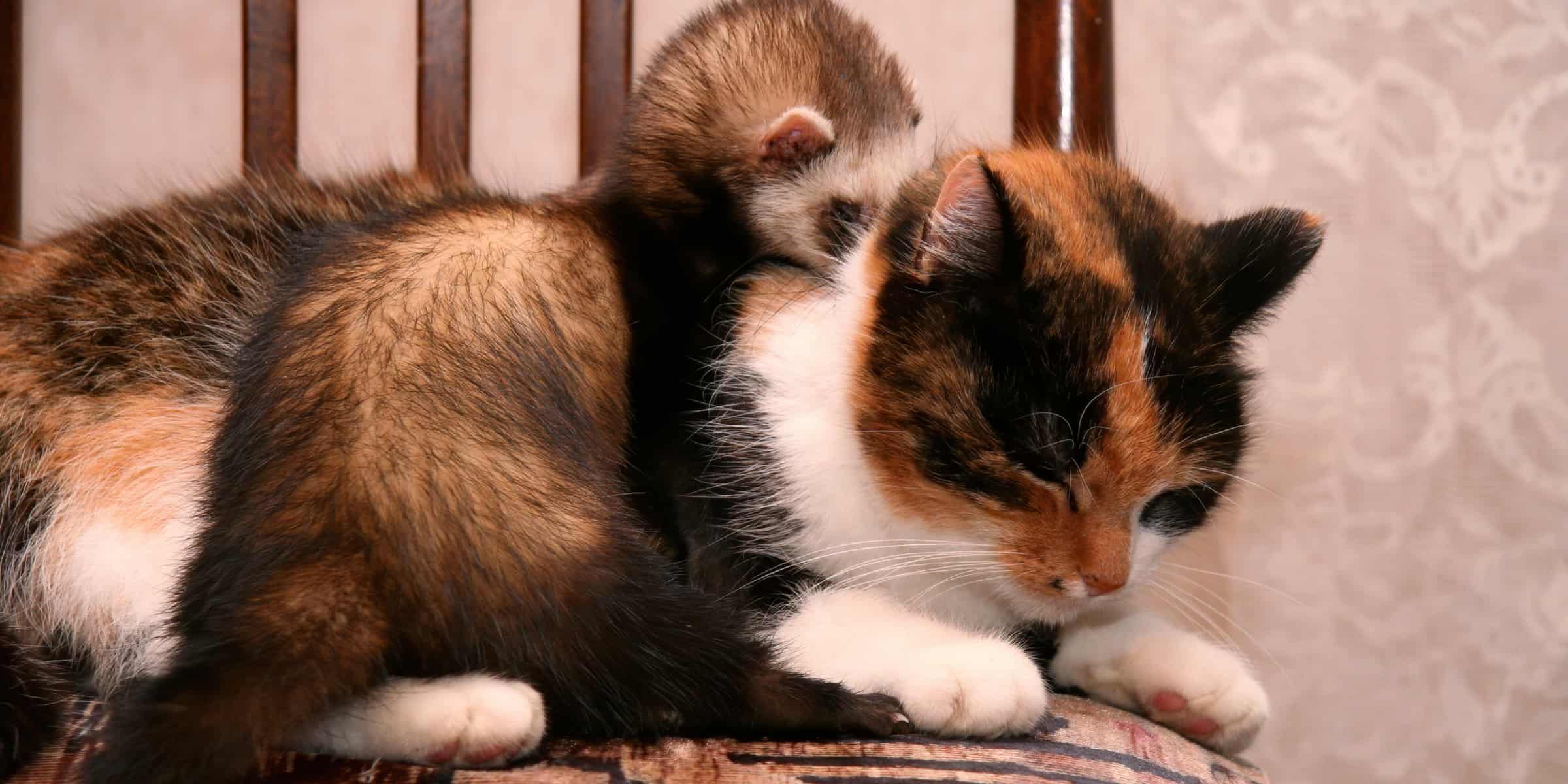 A ferret sitting on a chair.